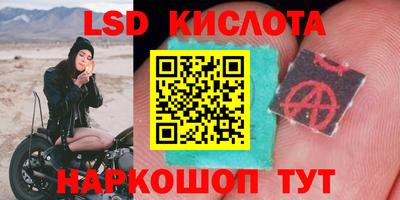 стаф Гай